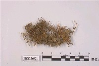 藏品(羽苔科 )的圖片